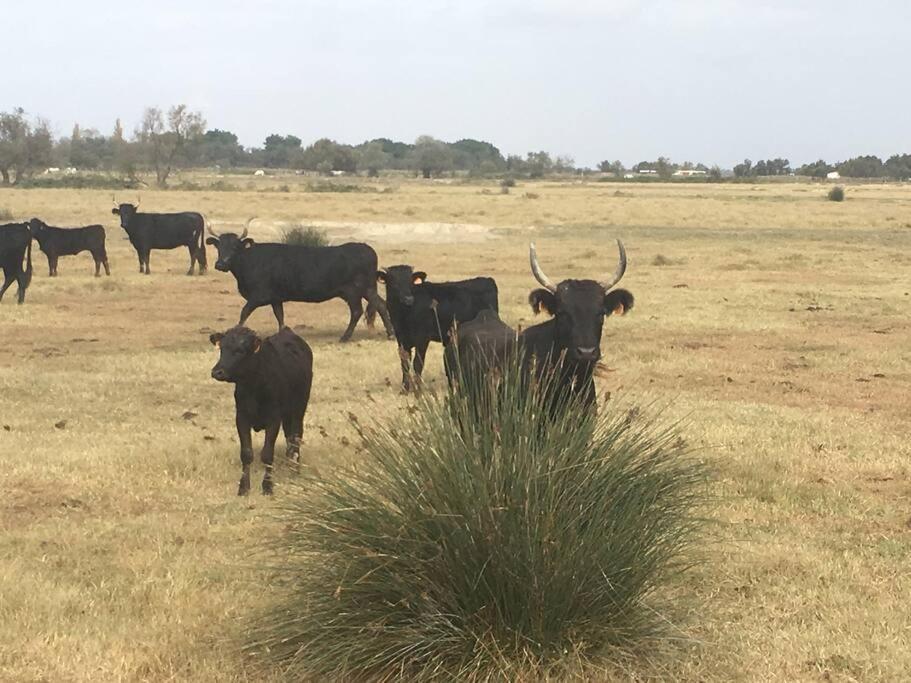 "Le Nature" Camargue Jardin Arles Eksteriør bilde