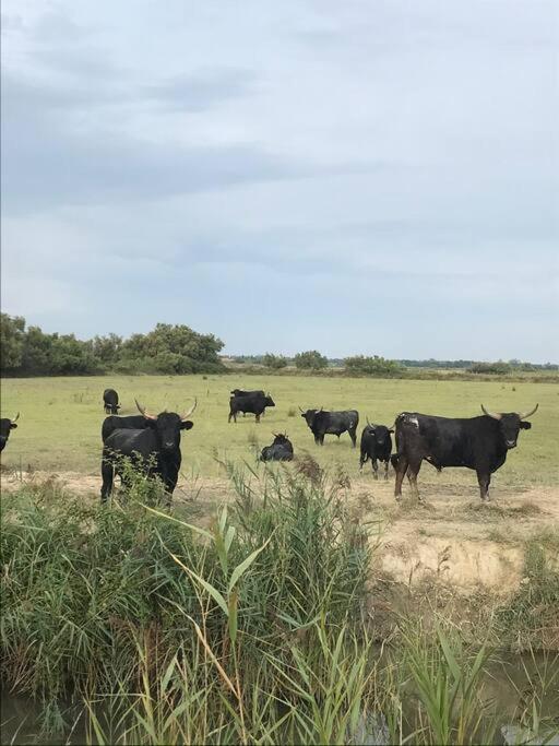 "Le Nature" Camargue Jardin Arles Eksteriør bilde